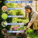 20000-creeping-thyme-seeds-for-planting--2.jpg