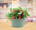 buzzy-seeds-sage-green-painted-basin-str-4.jpg
