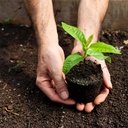 glorousamc-bulb-planter-weeder-sod-plugg-4.jpg