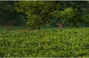 evolved-harvest-throw-gro-no-till-forage-2.jpg