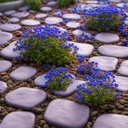 20000-magic-blue-creeping-thyme-seeds-fo-6.jpg