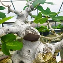 cutpaster-bonsai-cut-paste-tool-190g-bro-4.jpg