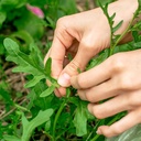 purely-organic-arugula-seeds-slow-bolt---3.jpg
