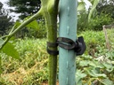 3-synthetic-rubber-plant-ties---50-pack--4.jpg