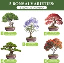 5-diy-bonsai-tree-kit-for-beginners-comp-2.jpg
