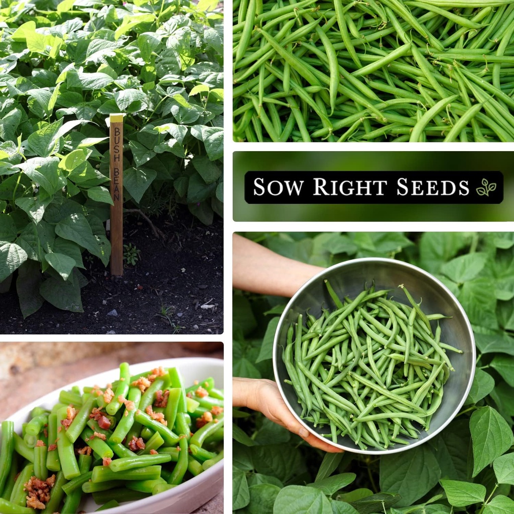 sow-right-seeds---contender-bush-green-b-5.jpg