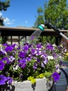 foxglove-extendable-garden-hose-watering-4.jpg