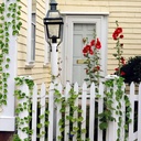 cqure-14-pack-98ft-artificial-ivy-garlan-3.jpg