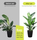 6-pack-plant-support-stakes-for-indoor-p-4.jpg
