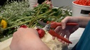 clauss-heavy-duty-by-pass-blade-action-p-4.jpg