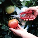 ARS Needle Nose Pruner HP-SE45-2 Pack